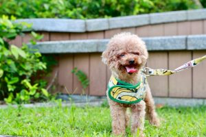 Photo Poodle puppies